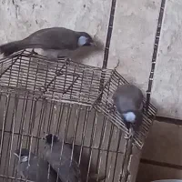 سلام ۴عددقناری دستی بفروش میرسد