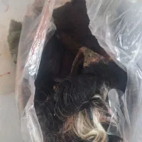 کله پاچه بزغاله تازه سربریده