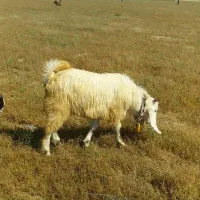 هفت عدد بز گم شده