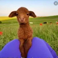 فروش بزغاله نر