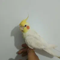 عروس هلندی حدود ساعت پنج گم شده‌خیابان سلامت