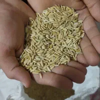 بذر(شلتوک)عنبربو