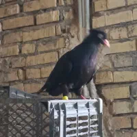 ماده ابادانی  اسپورت