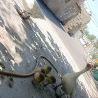 غاز محلی