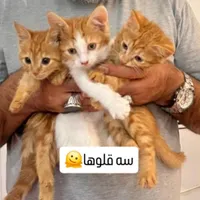 بچه گربه