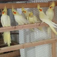 عروس هلندی