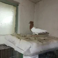 کبوتر
