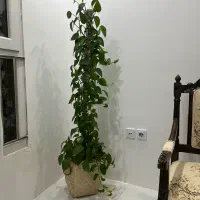 گلدان پتوس