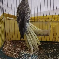 عروس پاریس ماده اماده مست