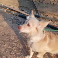 حیوان خانگی سگ