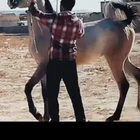 اسب|اسب و تجهیزات اسب‌سواری|مبارکه, |دیوار