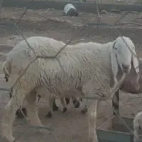 فروش قوچ سنگین وزن