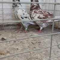 کفتر