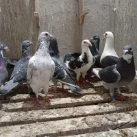 کبوتر پلاکی مسافتی جوجه اردن ابلغ دوکت پشتی