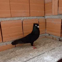 زاغ نر معاوضه با قناری