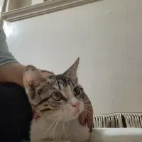 بچه گربه