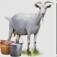 محصولات دامی۱۰۰٪طبیعی