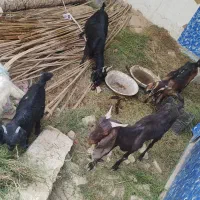 ۶ عدد گوسفند