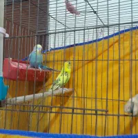 یه جفت مرغ عشق خوشگل
