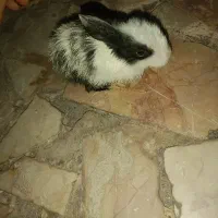 خرگوش