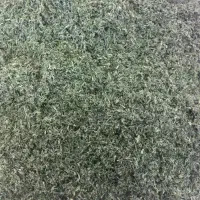 شوید تر خانگی کاملا بهداشتی کیلو ۲۰۰