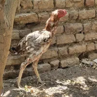خروس لاری