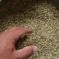 عدس زود پز