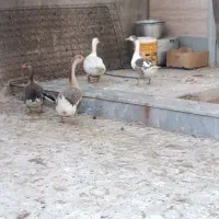 غاز