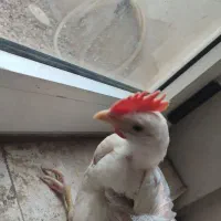 جوجه رنگی