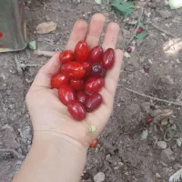باسلام اخته خشک وتازه رسید