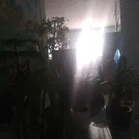 تعدادی گل آپارتمانی
