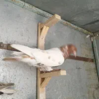 کبوتر برای نو بازی