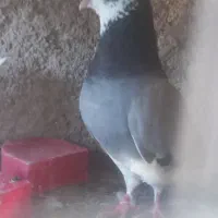 کبوتر