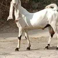 بز نر گلابی اصل موقعیت جیرفت قابل ارسال
