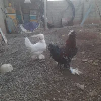 مرع خروس سلطان