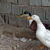 دوتا اردک نر