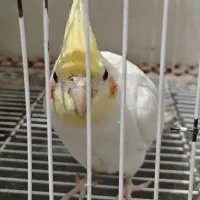 دوتا عروس هلندی نر اهلی