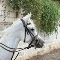 اسب مادیون عرب