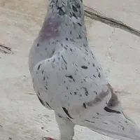 سرور هفترنگ لویی خطی