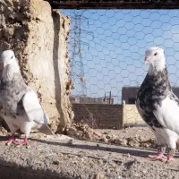 طوقی دم سفید