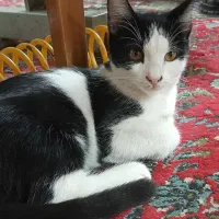 واگذاری گربه