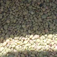 عدس ریزو درشت محلی زودپز