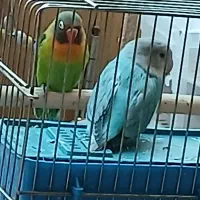 یک جفت کوتوله برزیلی نر و ماده