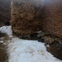 کاه و یونجه