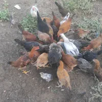 جوجه محلی