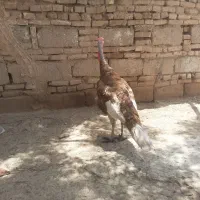 باسلام یک بوقلمون نر برای فروش