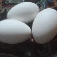 تخم غازتخم