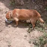 سگ..