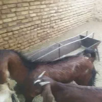 گوسفند