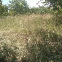 گیاه‌داخل‌باغ‌هلو‌سیب